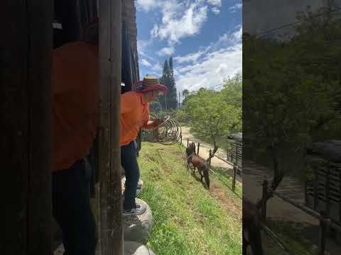 Así se enlaza un caballo 🐴