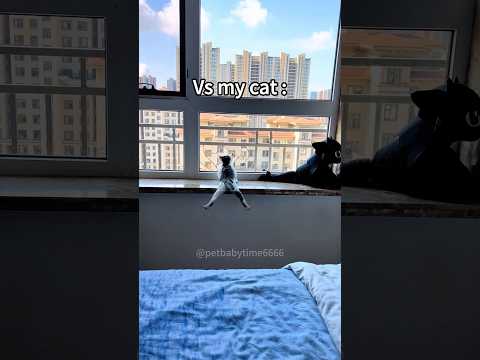 Other cats VS my cat#cat #fuunypets #funnycats #funny #funypets #funypets #catvideos #pets