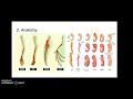 Darwin's Observations and Evolutionary Concepts