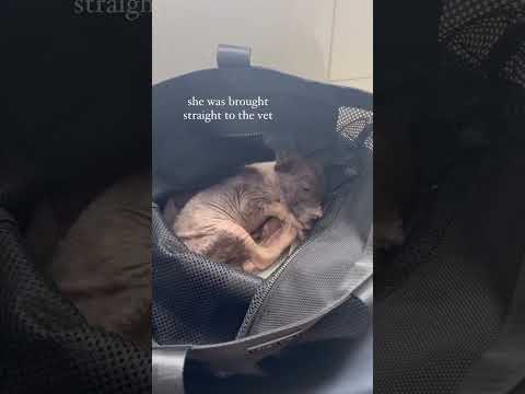 how could they do this!!?? 😮— she is the reason 🕊️🐾
