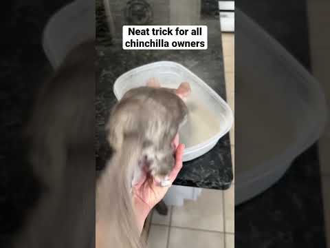 Please spread the word! 😱 #shorts #tips #pets
