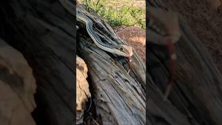 First snake of 2026!  Western Patch-nosed Snake