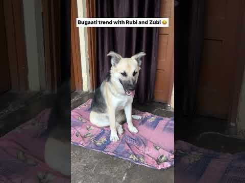 bugaati trend 😂 || labra rubi || #shorts #youtubeshorts #labrador #dog #funny #memes #viralshort