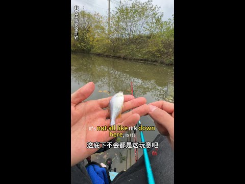 野外钓鱼的技巧Fishing skills in the wild #fishing #fish #fishtrip #抓鱼 #钓鱼 #野外 #野外钓鱼 #河钓 #fishtrip #農村生活