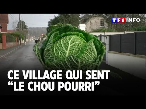 Ce village qui sent “le chou pourri” ｜TF1 INFO