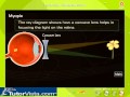 Understanding Vision and Eye Conditions