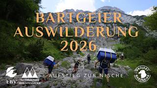 Aufstieg in die Nische | Bartgeier 2026