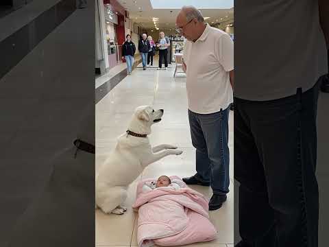 The loyal dog looks for someone to save his little owner #dog #puppy #animal #herodog #heroicdog