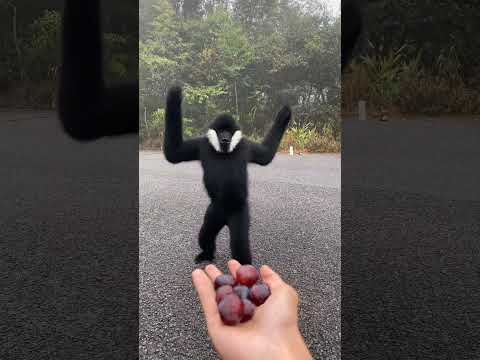 لحظة طريفة: قرد غريب يأكل بلطف من يد شخص!"🐒🍇 #explore #cute