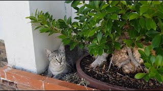Acodo, taladro, bonsai en roca Y SALE TODO BIEN!