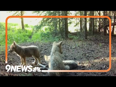 YouTube video thumbnail: 3 new Wolf Packs Confirmed in Colorado