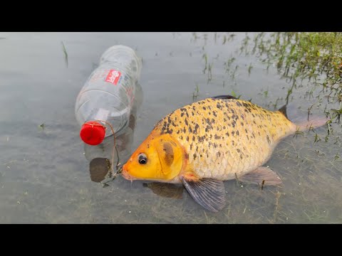 Bottle Fish Trap | Amazing Boy Catch Fish With Plastic Bottle