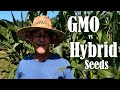 GMO vs Hybrid Seeds Explained