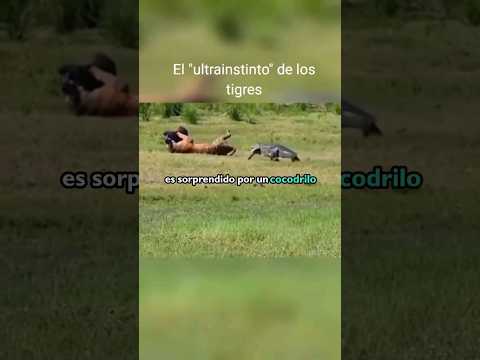 "Tigre vs Cocodrilo: Tigre Usa su Ultra Instinto para Evadir Ataque con Marometa" #tigres
