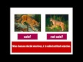 Natural vs. Artificial Selection Explained