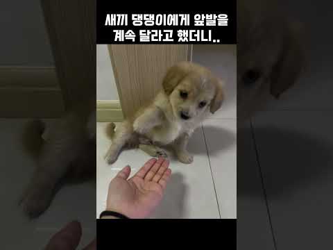 "적당히 해라.." 주인이 자꾸 앞발을 요구하자 새끼 댕댕이 반응