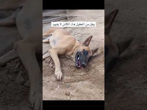 😭😭😭كلب يفقد ابنه #اكسبلور #لايك #البنكرياس #ريالمدريدومانشسترسيتي #ضحك #ريالمدريد #cat #ترند #funny