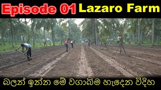 Home gardening, Home gardening, Organic gardening, Organic ,ගෙවතු වගාව ,gewathu wagawa ,kabanika