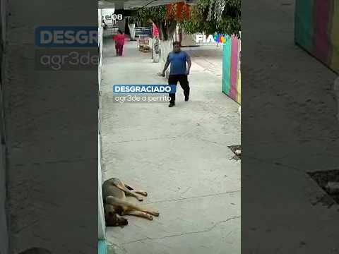 Captan a sujeto agr3diendo a un perrito con una piedra