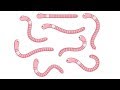 Benefits and Uses of Earthworms