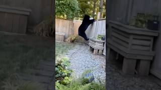 What The Hell Is This Bear Doing? 😳
