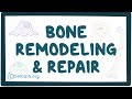 Bone Structure and Function Concepts