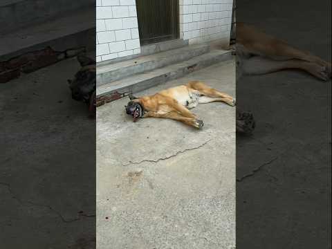 Anjing ini mendengar suara anak kucing di dalam mesin cuci #shorts