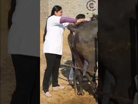 Artificial insemination training 571K7618200015 #ai #cow #farming