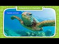 Animal Adaptations and Survival Strategies