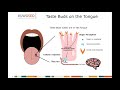 Sweet Taste Perception Mechanisms