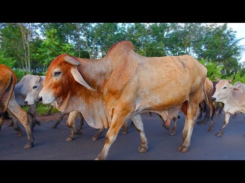 Con Bò - Liên khúc nhạc thiếu nhi remix Con cò bé bé, Bố là tất cả vui nhộn cho bé