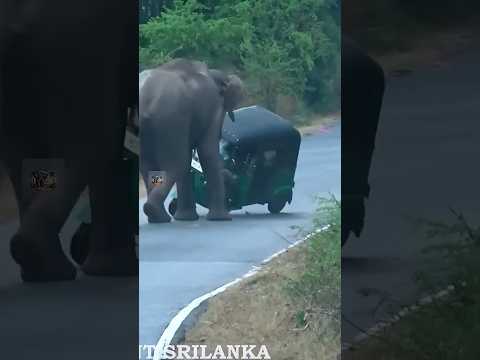 Omg..😱😧😳#shotrs #shortvideo #shorts #youtubeshort #trending #elephant