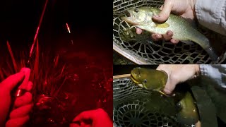 ASMR Night Fishing (1st Time) | Catching Multi Species on Different Gear, Plus New Rod & Lures