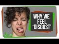 Understanding Disgust and Its Evolutionary Role