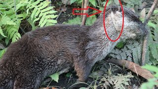 How to Make an Otter Trap. |DIY|