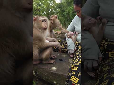 28-09-24 #abandonedmonkey #monkeywildlife #poorabandonedmonkey #momKT