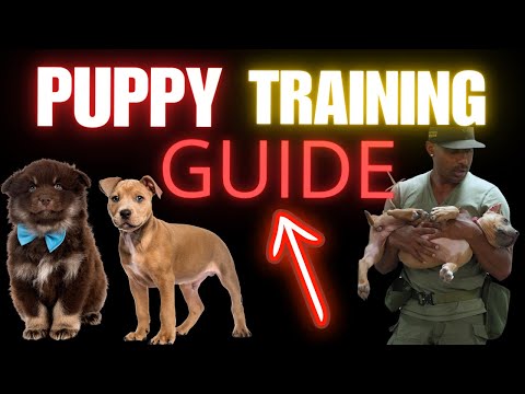 PUPPY TRAINING first session You NEED to do with your PUPPY DOG and YOURSELF