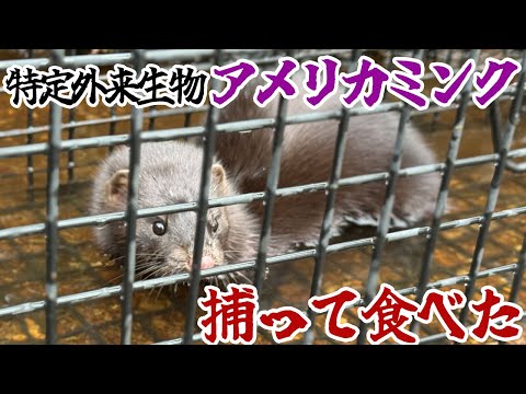 特定外来生物アメリカミンクを捕って食べた