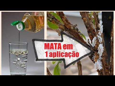MATOUTUDO NA HORA! cochonilha branca, cochonilha de carapaça, pulgão, lagarta e formigas TOP 10!!