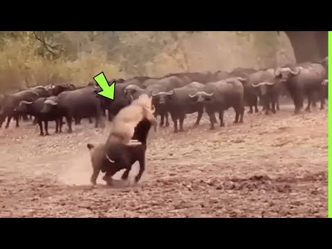 O LEÃO NÃO SABIA QUE O BÚFALO IRIA FAZER ISSO