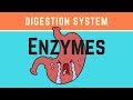Digestive System Functions and Enzymes