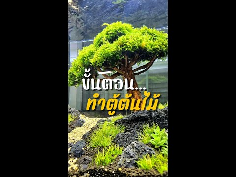 ขั้นตอนการทำตู้ต้นไม้ไม่ใช้คาร์บอนบอกทุกขั้นตอนมือใหม่ตั้งตู