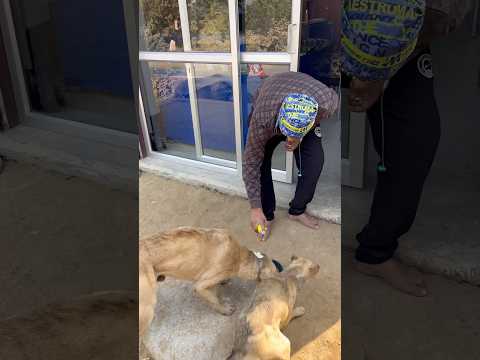 बस भोले अपनी इतनी कृपा मुझ पर रखना की कोई बेजुबान भूखा ना सोए 🥰#dog #animals #shorts