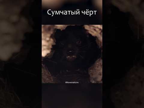 Единственный сухопутный «дьявол» оправдывает свое имя.
