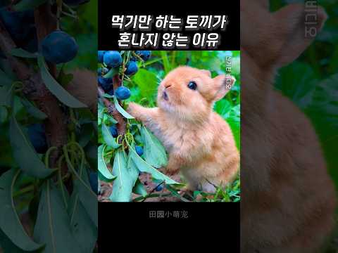 먹기만 하는 토끼가 혼나지 않는 이유