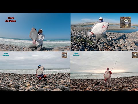 Recopilación de grandes capturas de lenguados. || Best catches of giant flounder.