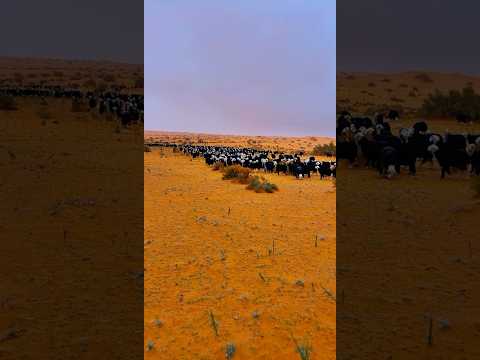 الغنم النجد#متعة_بصرية #النفود #ما_شاء_الله_تبارك_الله #قناة_البادية_الرسمية