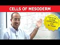 Mesodermal Cells and Connective Tissue