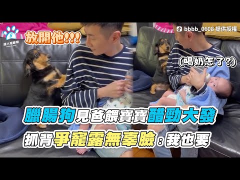 【臘腸狗見爸餵寶寶醋勁大發 抓背爭寵露無辜臉：我也要】｜TikTok / bbbb_0608｜IG / bbbb_0402