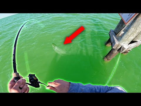 We weren't expecting to catch THIS while Sheepshead fishing (RARE CATCH)